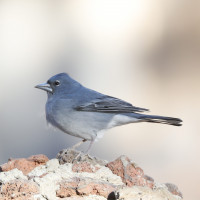 Fringuello blu delle Canarie